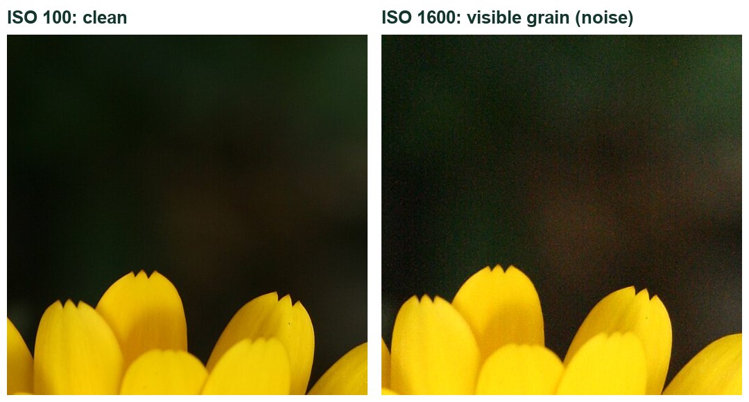 Real photos of the same flower at ISO 100 and ISO 1600: higher ISO adds grain.