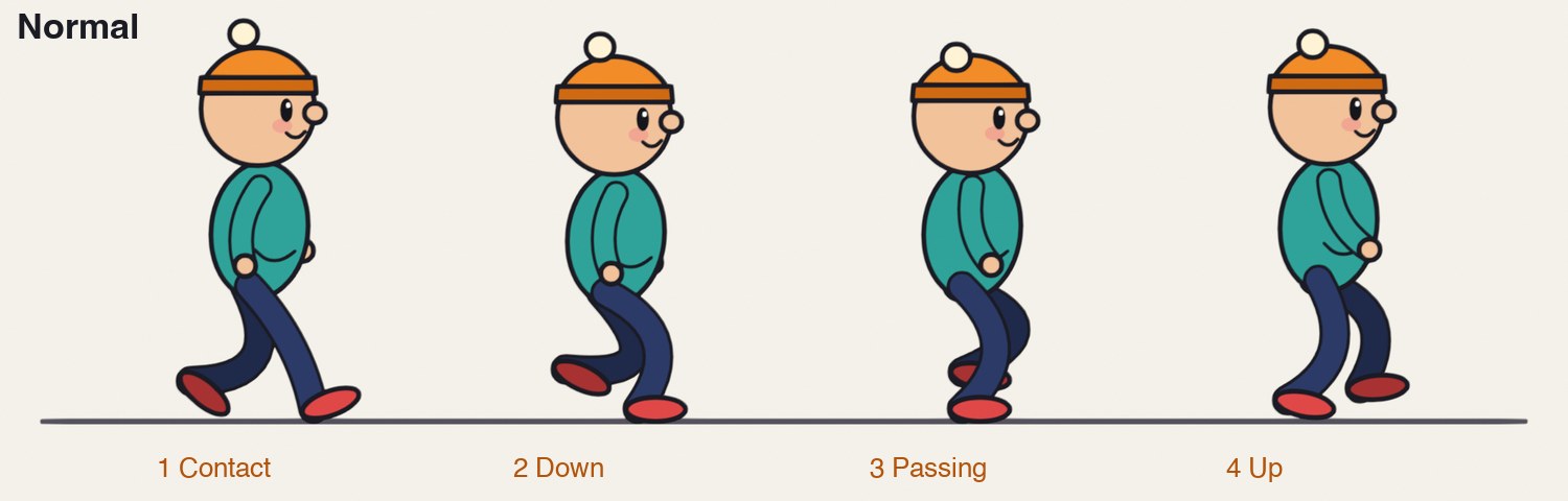 The four key poses of half a walk cycle. Contact: both feet down, legs widest. Down: the weight lands, the body is lowest. Passing: one leg passes the other. Up: pushing off, the body is highest.