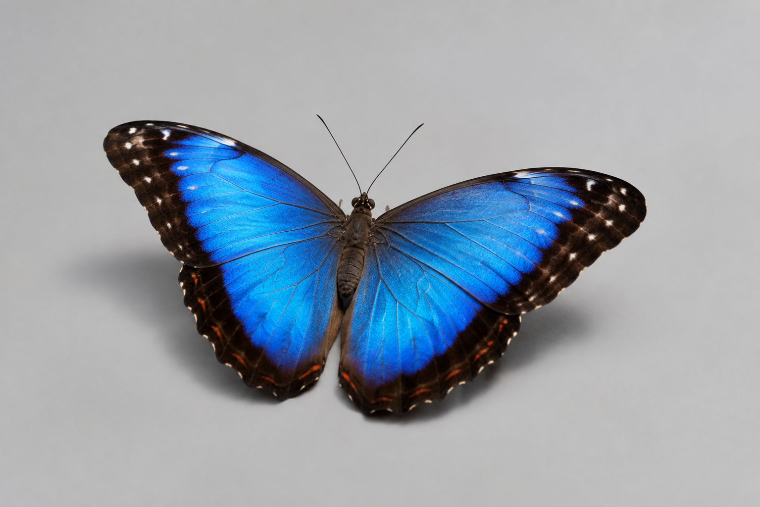 Blue butterfly on a plain light-gray background